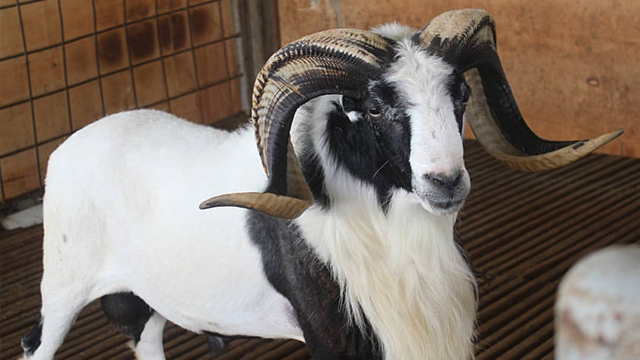 Hikmah di Balik Perbedaan Jumlah Kambing Aqiqah untuk Anak Laki-Laki dan Perempuan