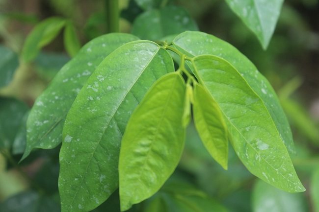 7 Makanan Pelancar ASI (ASI Booster) Alami yang Wajib Dikonsumsi