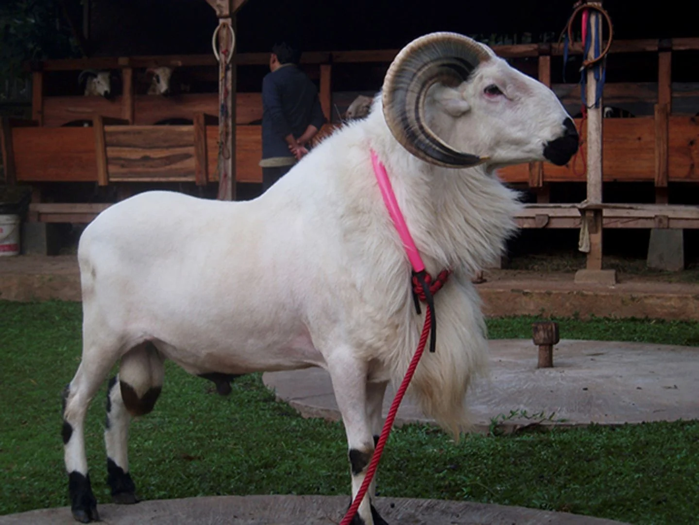 Bolehkah Mencicil Kambing Aqiqah untuk Anak Laki-Laki?