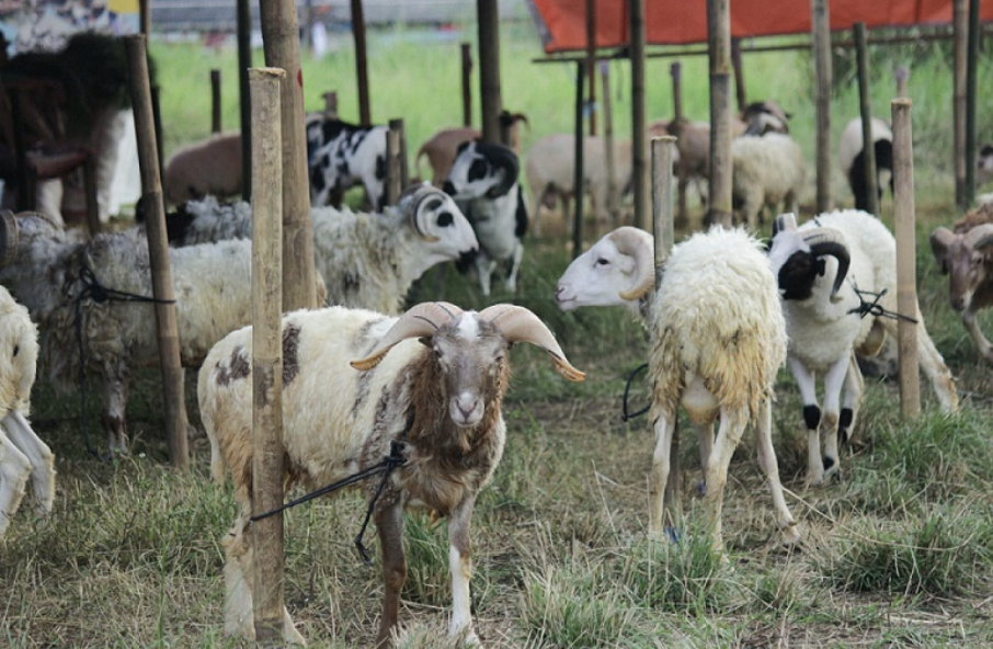 Hukum Berkurban Menggunakan Layanan Paylater atau Kartu Kredit Menurut Syariat