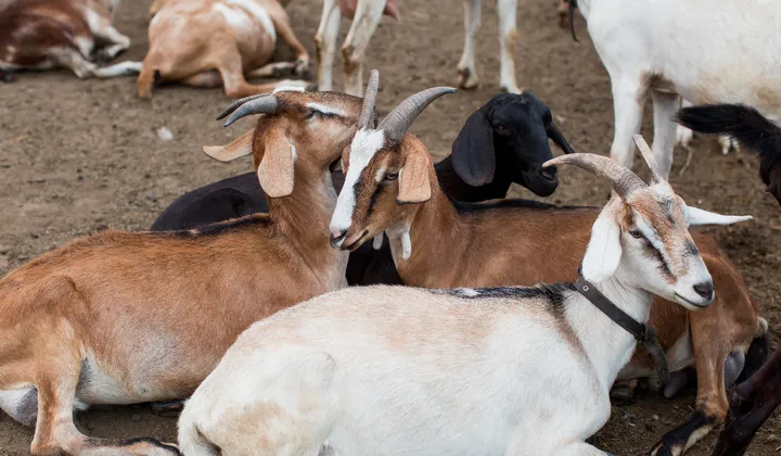 Kenali Cacat Fisik Hewan yang Membuat Ibadah Aqiqah dan Kurban Menjadi Tidak Sah