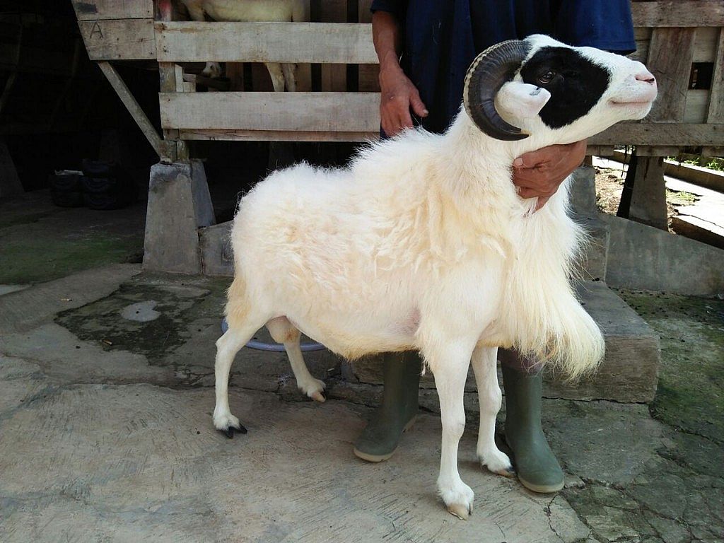 Hukum Fikih Kurban Atas Nama Perusahaan Agar Sah Pahalanya