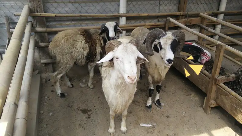 Cek Kandungan Skincare Aman dan Berbahaya Bagi Ibu Hamil