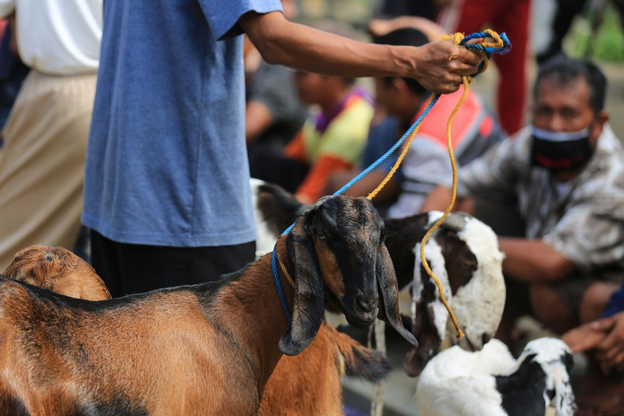 Tren Ibadah Online: Apakah Syarat Sah Qurban dan Aqiqah Tetap Terpenuhi Sepenuhnya?