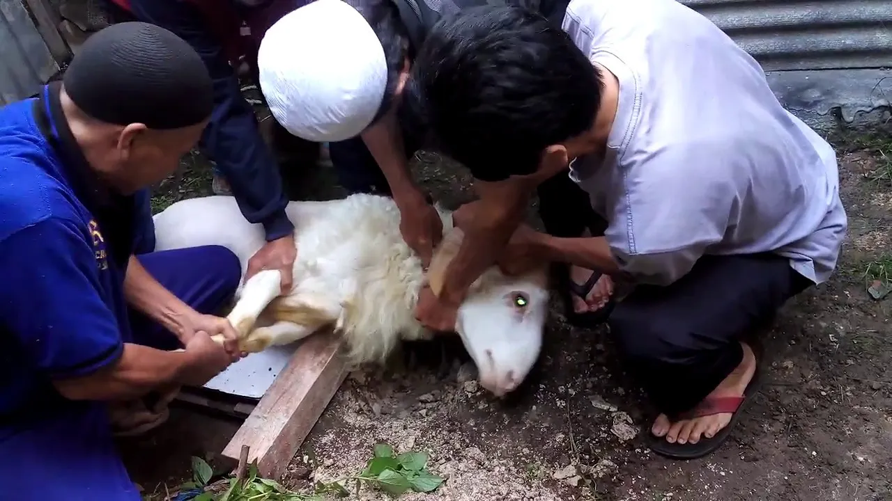 Adab dan Tata Cara Menyembelih Hewan Sesuai Syariat Agar Daging Berkah dan Halal Dimakan