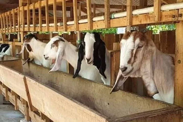 Panduan Menyeleksi Kondisi Fisik Hewan Kurban Sebelum Membeli