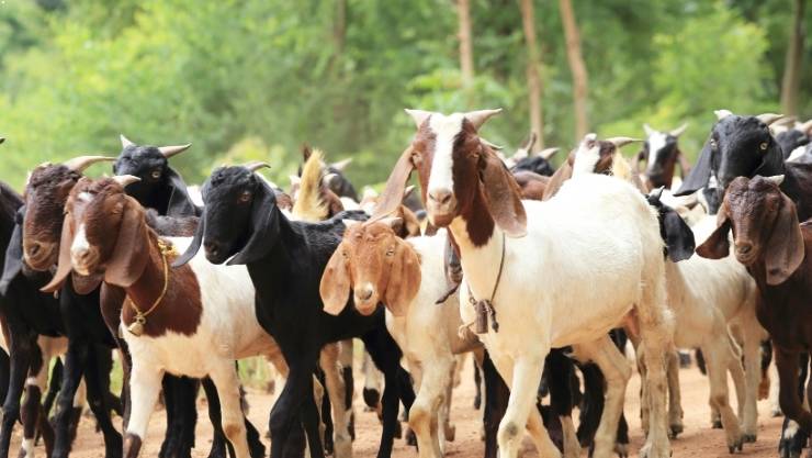 Berapa Usia Kambing untuk Aqiqah yang Sesuai Syariat