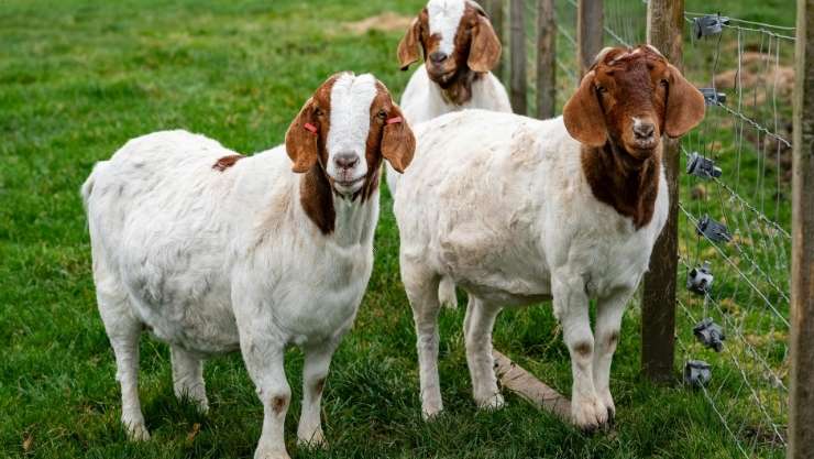 Aqiqah Kambing Jantan atau Betina? Ini Penjelasannya Sesuai Syariat