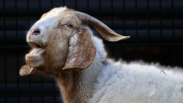 1 Ekor Kambing Aqiqah Untuk Berapa Porsi? Ini Penjelasannya